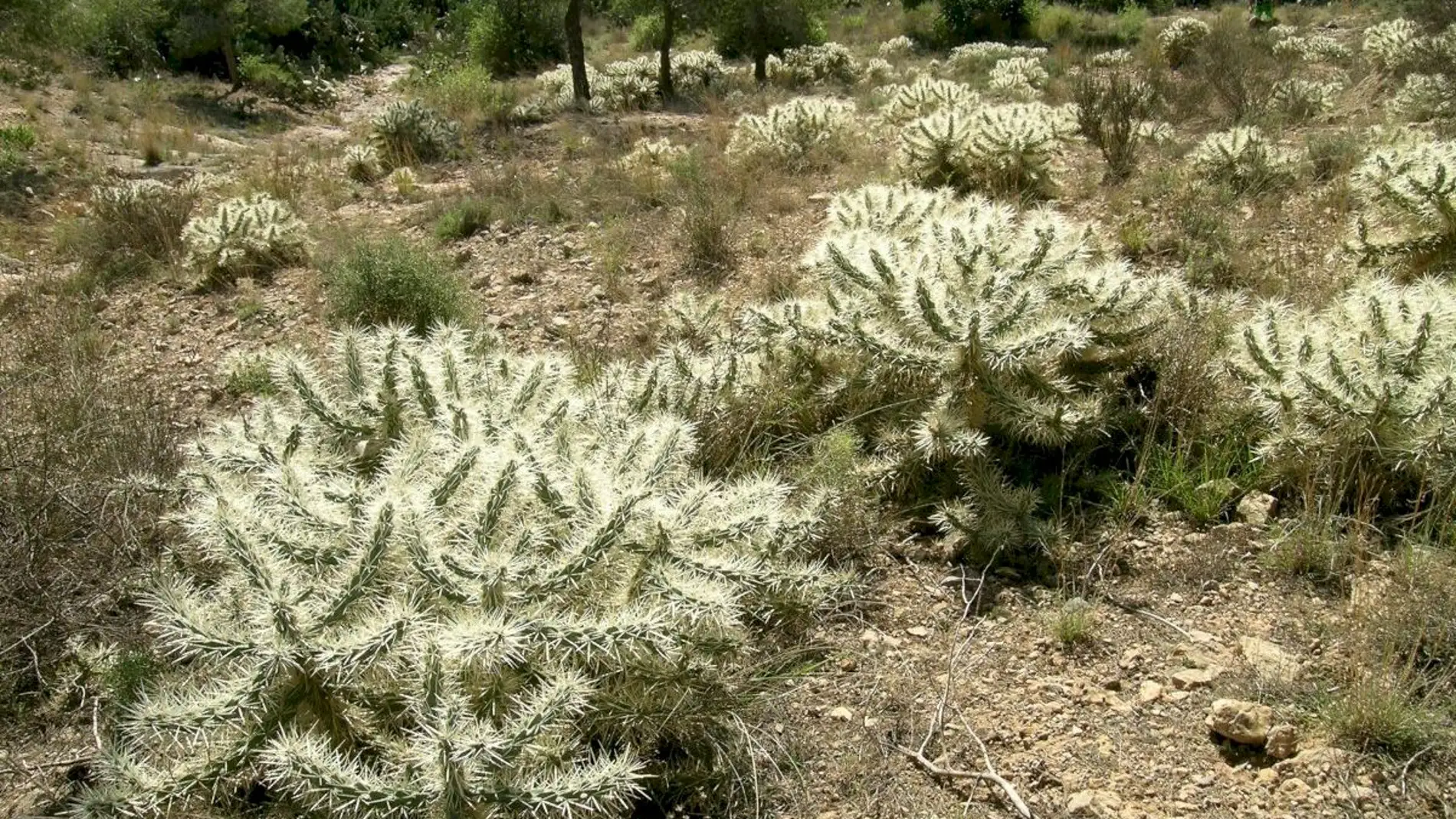 El Ayuntamiento consigue que la Conselleria actúe en la Sierra de Orihuela contra el Cactus de Arizona 