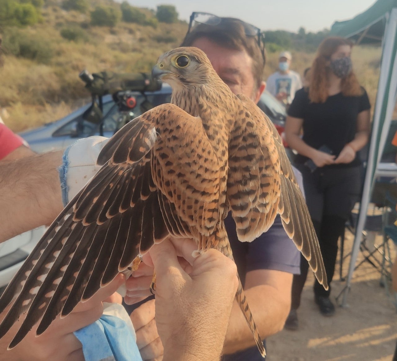 Cuarenta aves anilladas en El Campello con motivo del 'Día Mundial de las Aves Migratorias' Cuarenta aves anilladas en El Campello con motivo del 'Día Mundial de las Aves Migratorias'