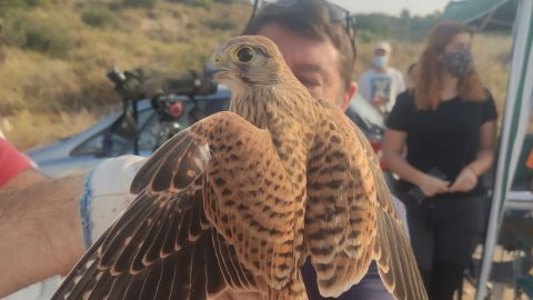 Día Mundial de las Aves Migratorias en El Campello