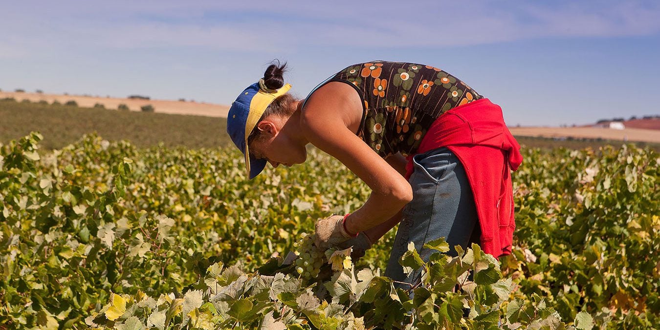Ligera subida del paro en Ciudad Real, aunque la vendimia invierte la situación en agricultura Ligera subida del paro en Ciudad Real, aunque la vendimia invierte la situación en agricultura