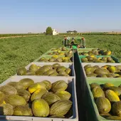 Imagen recogida melón Castilla-La Mancha Imagen recogida melón Castilla-La Mancha