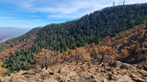 El pinsapar afectado en el incendio de Sierra Bermeja, tras el paso del fuego por la zona (M&aacute;laga)