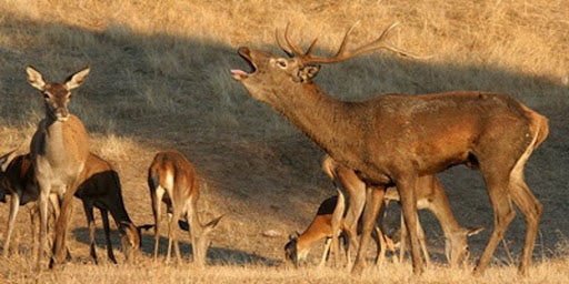 El Parque Nacional de Monfragüe vive un otoño más la berrea que indica la época de celo de los ciervos El Parque Nacional de Monfragüe vive un otoño más la berrea que indica la época de celo de los ciervos
