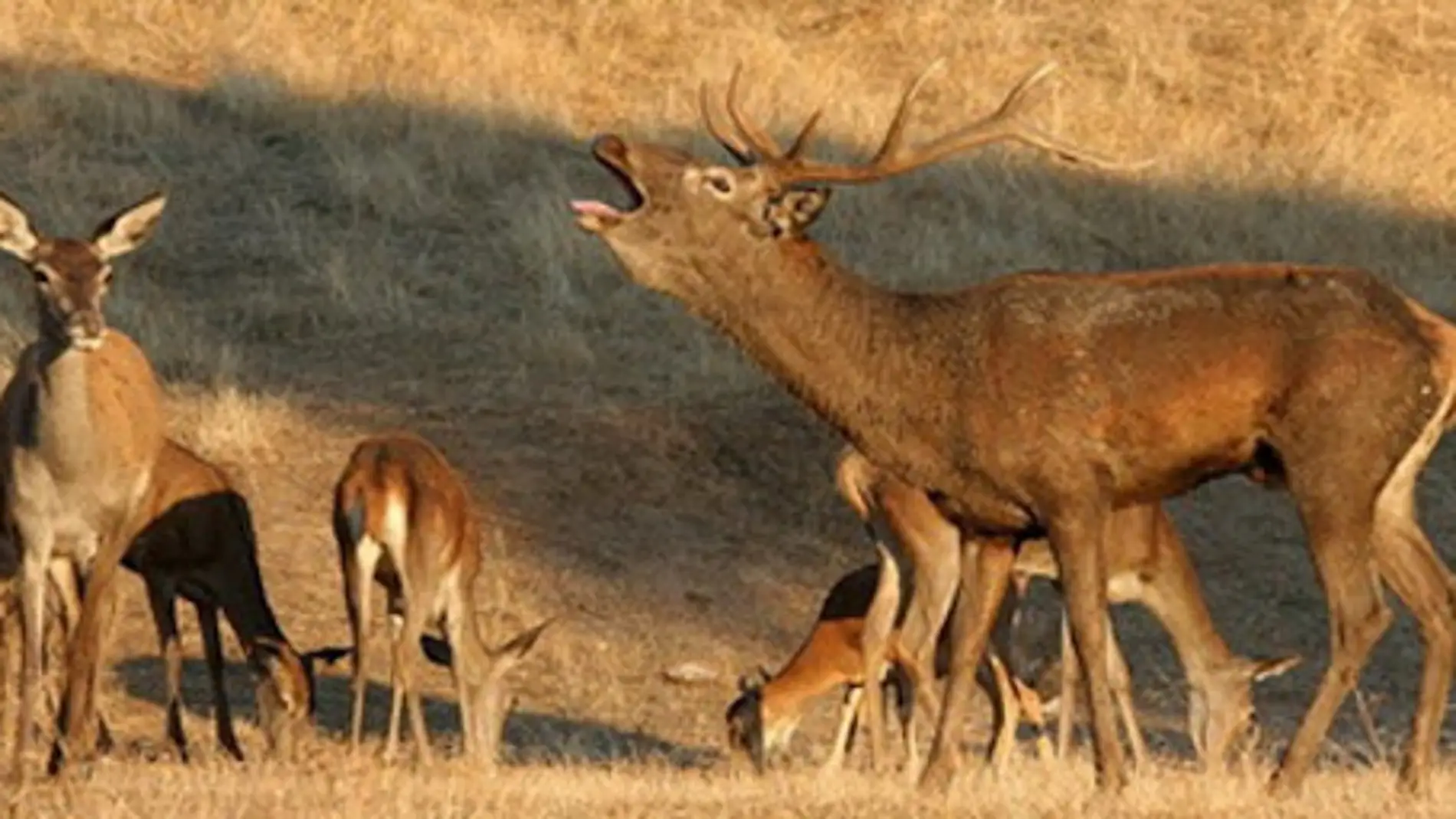 El Parque Nacional de Monfragüe vive un otoño más la berrea que indica la época de celo de los ciervos