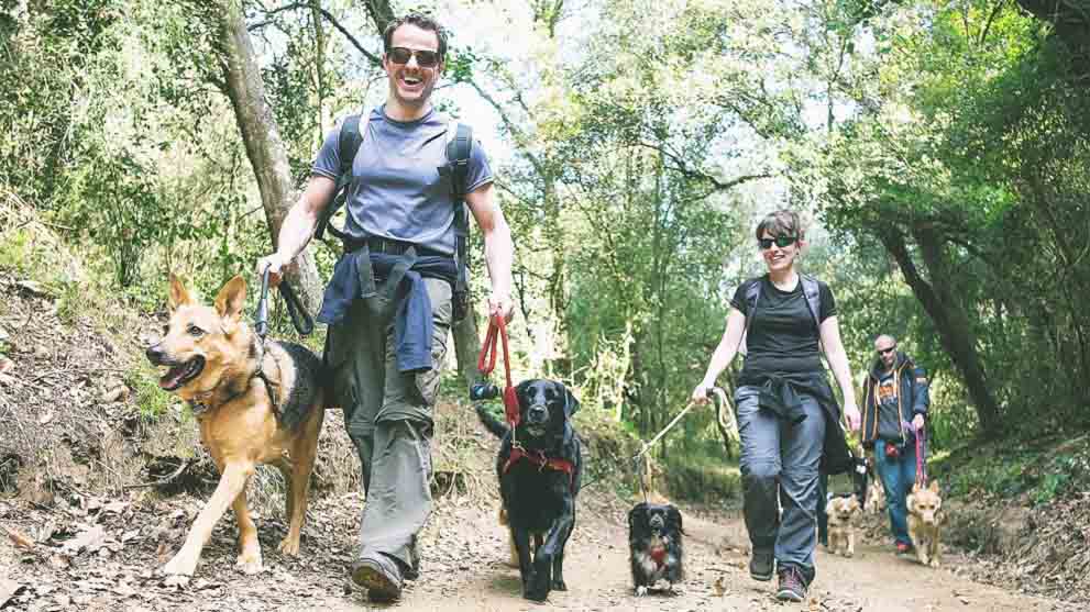 ¿Cómo elegir un buen educador canino? ¿Cómo elegir un buen educador canino?