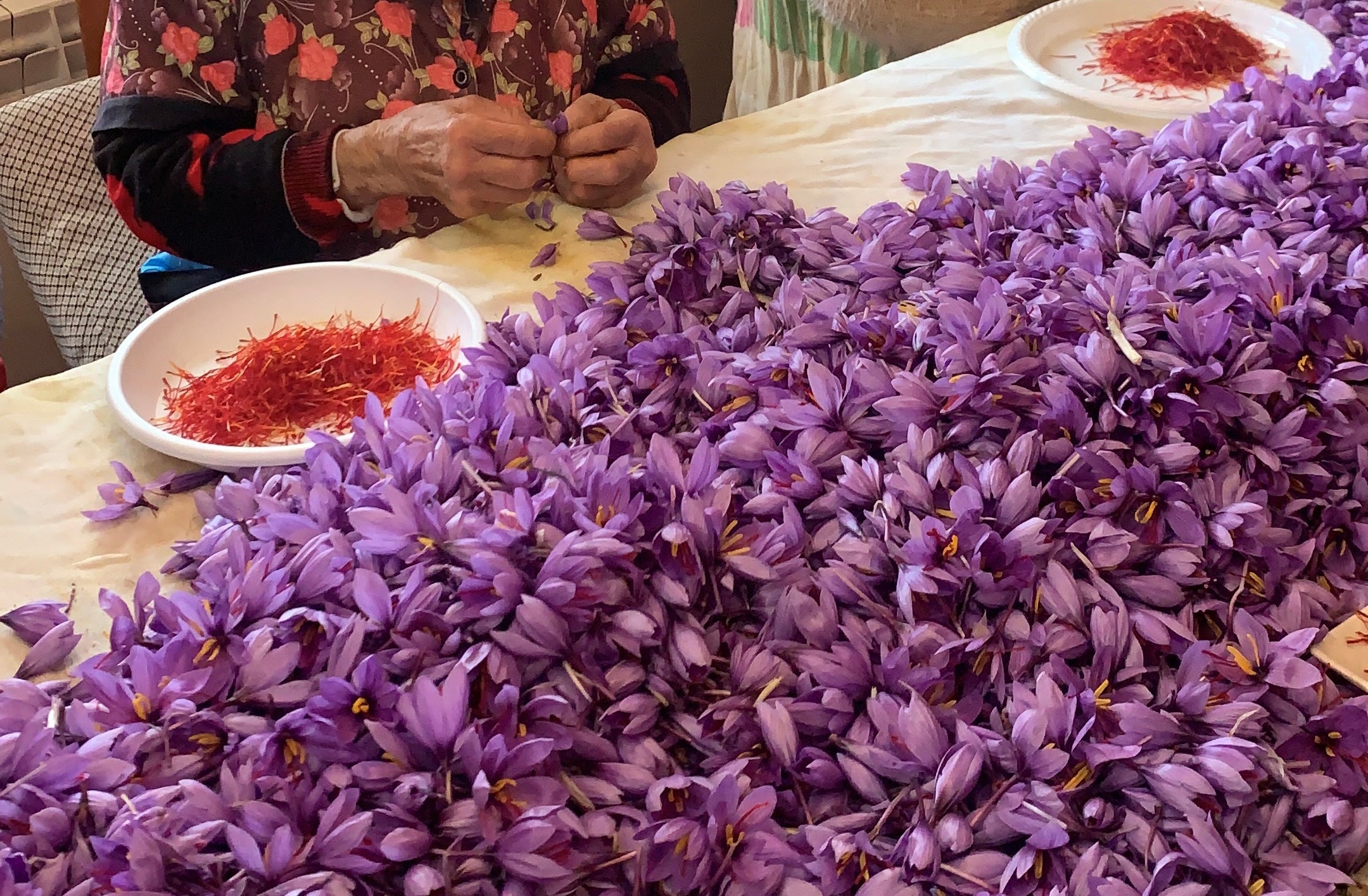 Optimismo ante la nueva campaña del Azafrán de la Mancha Optimismo ante la nueva campaña del Azafrán de la Mancha