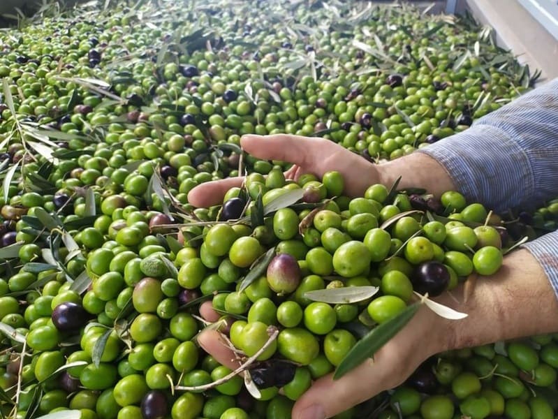 COLIVAL preparada para la recogida de aceituna en verde COLIVAL preparada para la recogida de aceituna en verde
