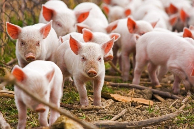 Los veterinarios intensifican los controles en los productos que más se consumen en Navidad Los veterinarios intensifican los controles en los productos que más se consumen en Navidad