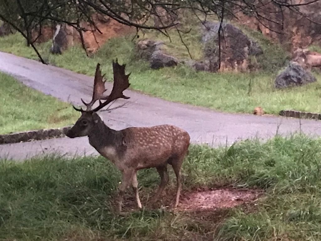 Así son las visitas nocturnas organizadas en Cabárceno que coinciden con la berrea y la ronca Así son las visitas nocturnas organizadas en Cabárceno que coinciden con la berrea y la ronca