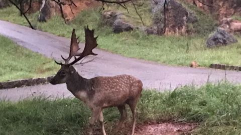  Cab&aacute;rceno pone en marcha visitas nocturnas guiadas coincidiendo con el inicio de la berrea 