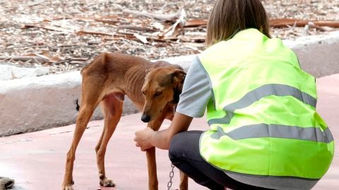 La nueva ley de protección animal considerará como hijos a los perros en caso de divorcio