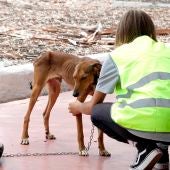 La nueva ley de protección animal considerará como hijos a los perros en caso de divorcio