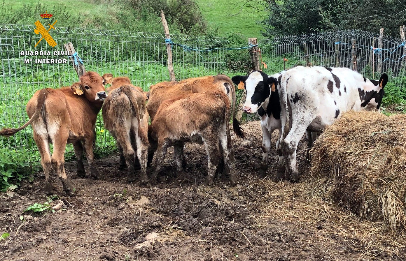 El SEPRONA encuentra 7 terneros y 2 caballos muertos en una explotación ganadera de Quijas El SEPRONA encuentra 7 terneros y 2 caballos muertos en una explotación ganadera de Quijas
