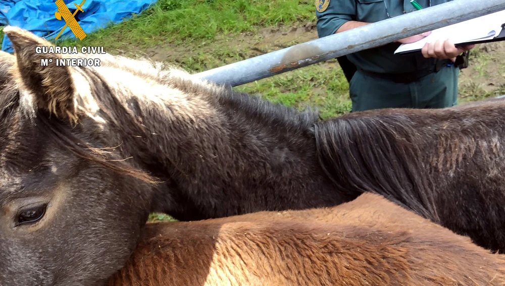 La Guardia Civil encuentra 7 terneros y 2 caballos muertos en una explotación ganadera de Quijas