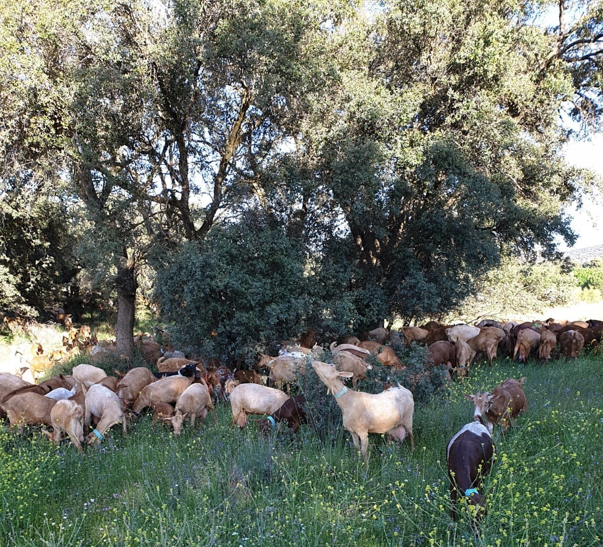 Último día para solicitar ayudas por vaciado sanitario Último día para solicitar ayudas por vaciado sanitario
