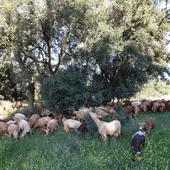 Imagen cabras pastando Imagen cabras pastando
