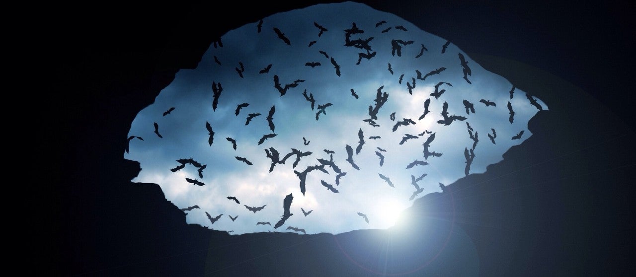 Endesabats: por la biodiversidad de los murciélagos Endesabats: por la biodiversidad de los murciélagos