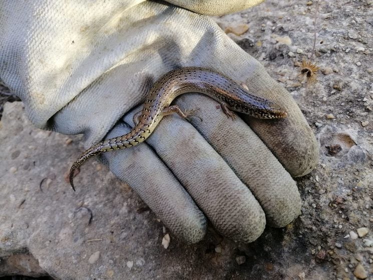 En búsqueda del misterioso 'Eslizón de Fez' En búsqueda del misterioso 'Eslizón de Fez'