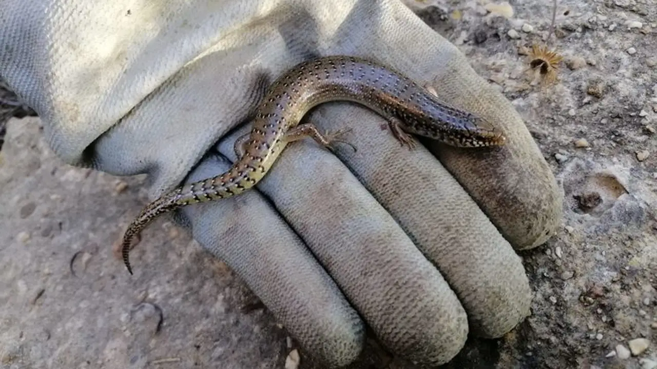 Uno de los muestreos de eslizón llevados a cabo por Faunatura Uno de los muestreos de eslizón llevados a cabo por Faunatura