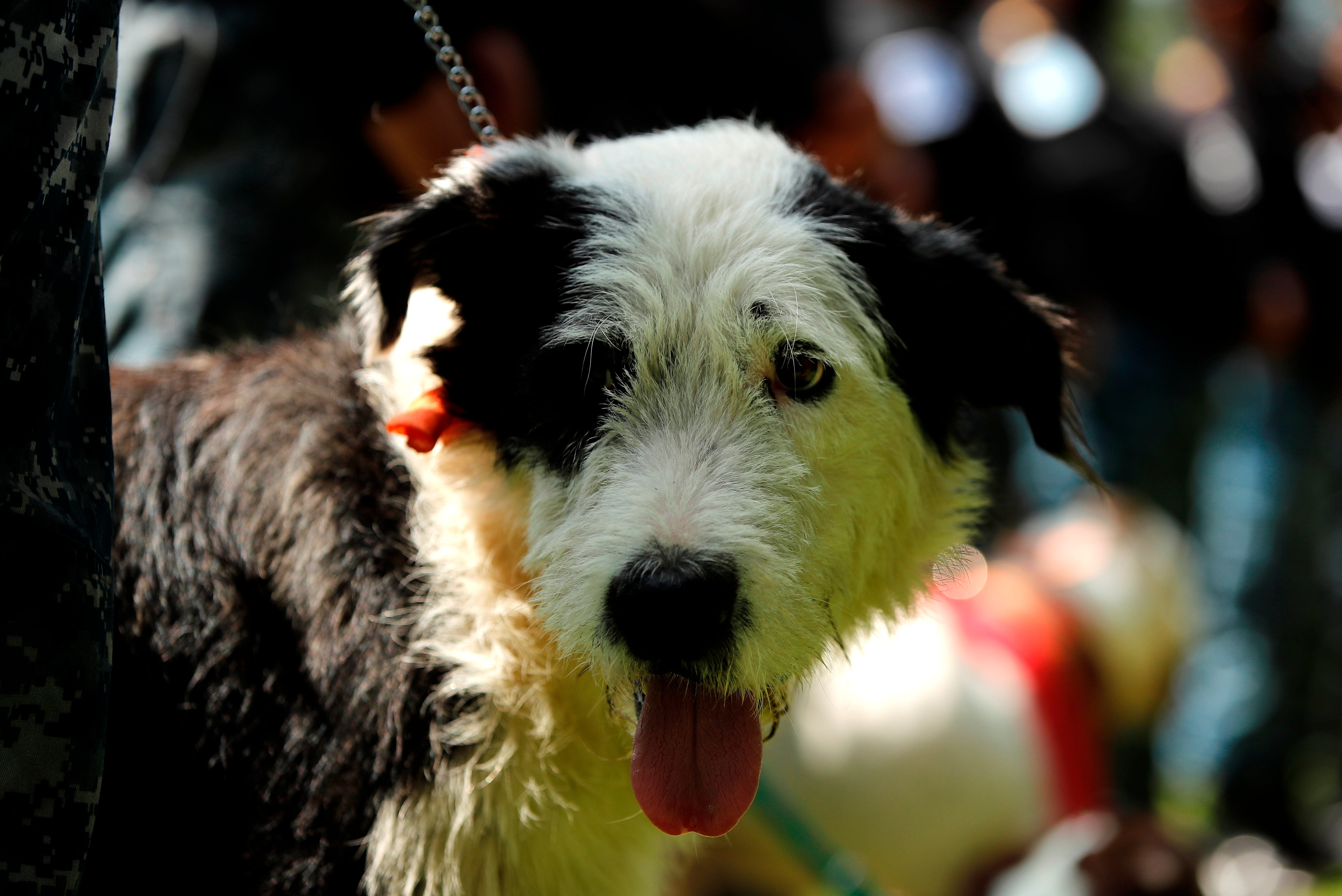 El Gobierno apuesta por crear refugios para mascotas de mujeres maltratadas El Gobierno apuesta por crear refugios para mascotas de mujeres maltratadas
