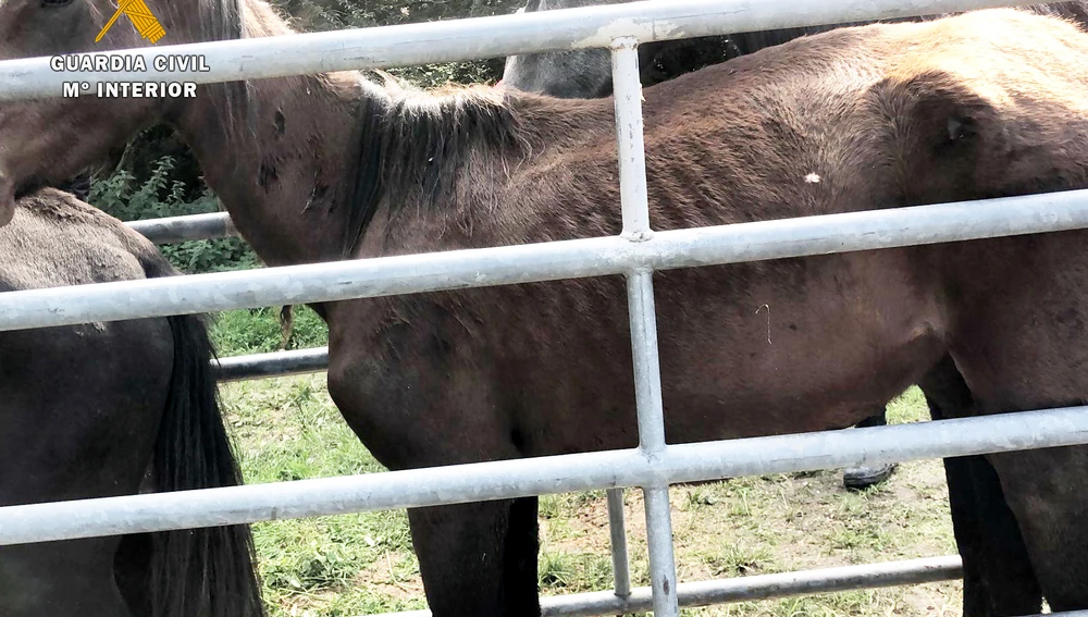 La Guardia Civil encuentra 7 terneros y 2 caballos muertos en una explotación ganadera de Quijas