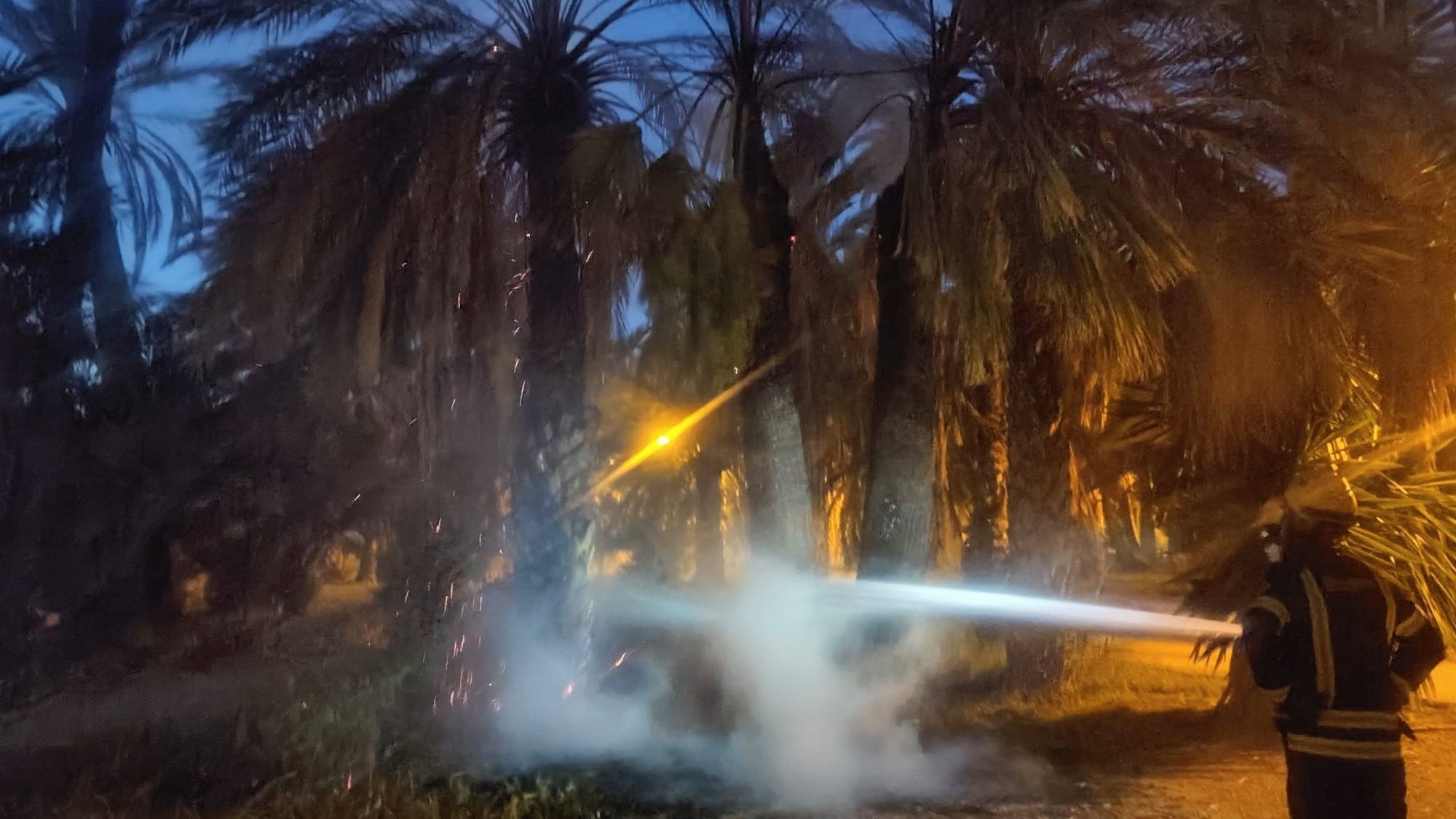 El segundo acto vandálico en siete días quema tres palmeras más en pleno Palmeral histórico de Elche El segundo acto vandálico en siete días quema tres palmeras más en pleno Palmeral histórico de Elche