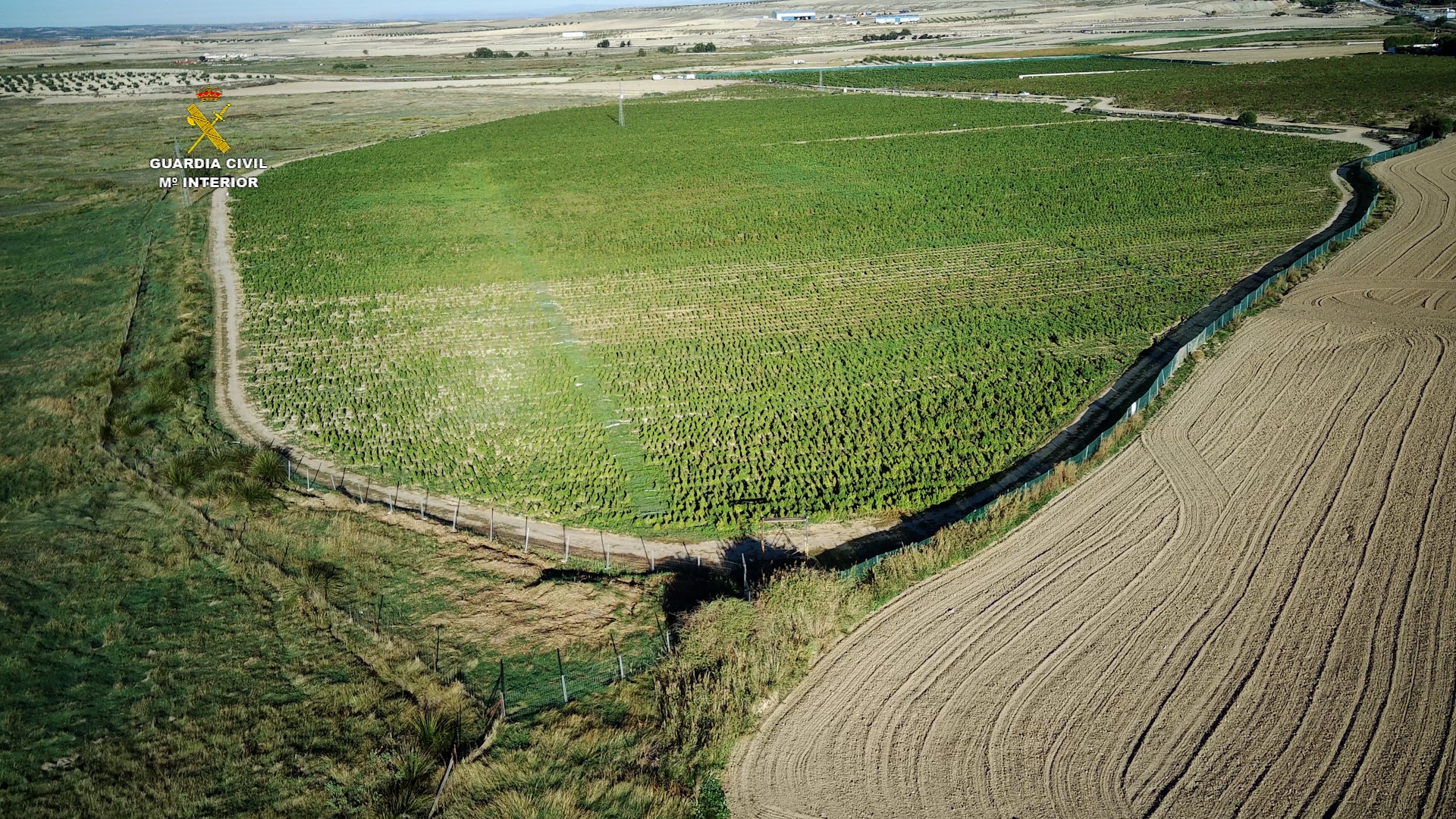 La Guardia Civil desmantela el mayor cultivo de marihuana de Europa en la provincia de Toledo La Guardia Civil desmantela el mayor cultivo de marihuana de Europa en la provincia de Toledo