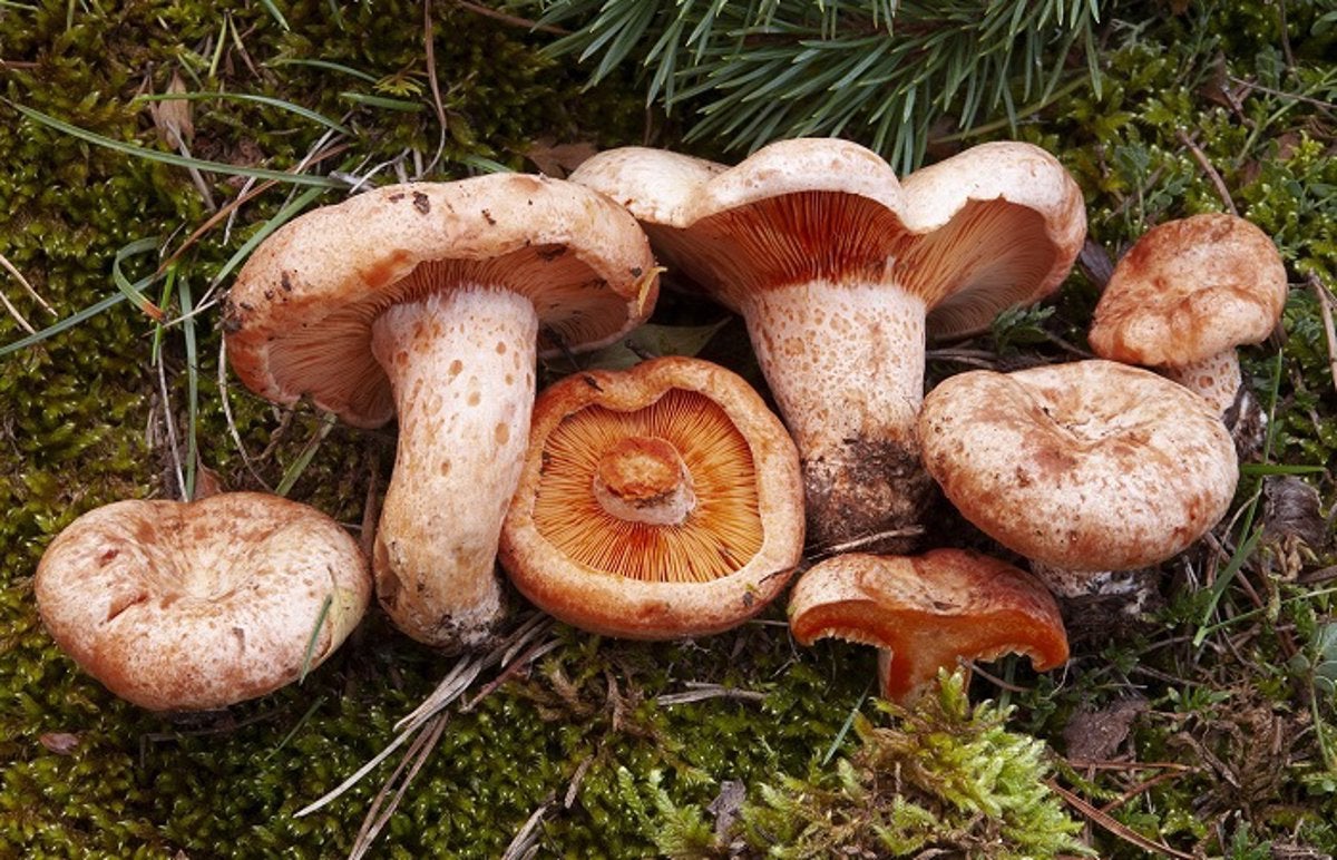 Gastronomía de Santa Colomba de Gomoza: setas y cocido maragato Gastronomía de Santa Colomba de Gomoza: setas y cocido maragato