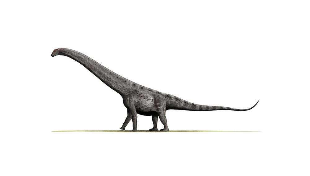 Dibujo de un dinosaurio saurópodo titanosaurios
