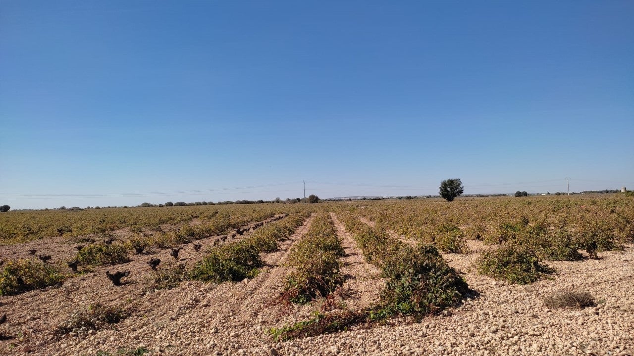 Termina la vendimia en Pedro Muñoz, con una cosecha aceptable a pesar de las circunstancias vividas Termina la vendimia en Pedro Muñoz, con una cosecha aceptable a pesar de las circunstancias vividas