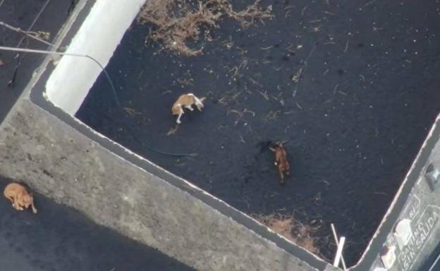Se confirman los peores presagios sobre los perros atrapados en La Palma: La Guardia Civil ratifica que no los encuentra Se confirman los peores presagios sobre los perros atrapados en La Palma: La Guardia Civil ratifica que no los encuentra
