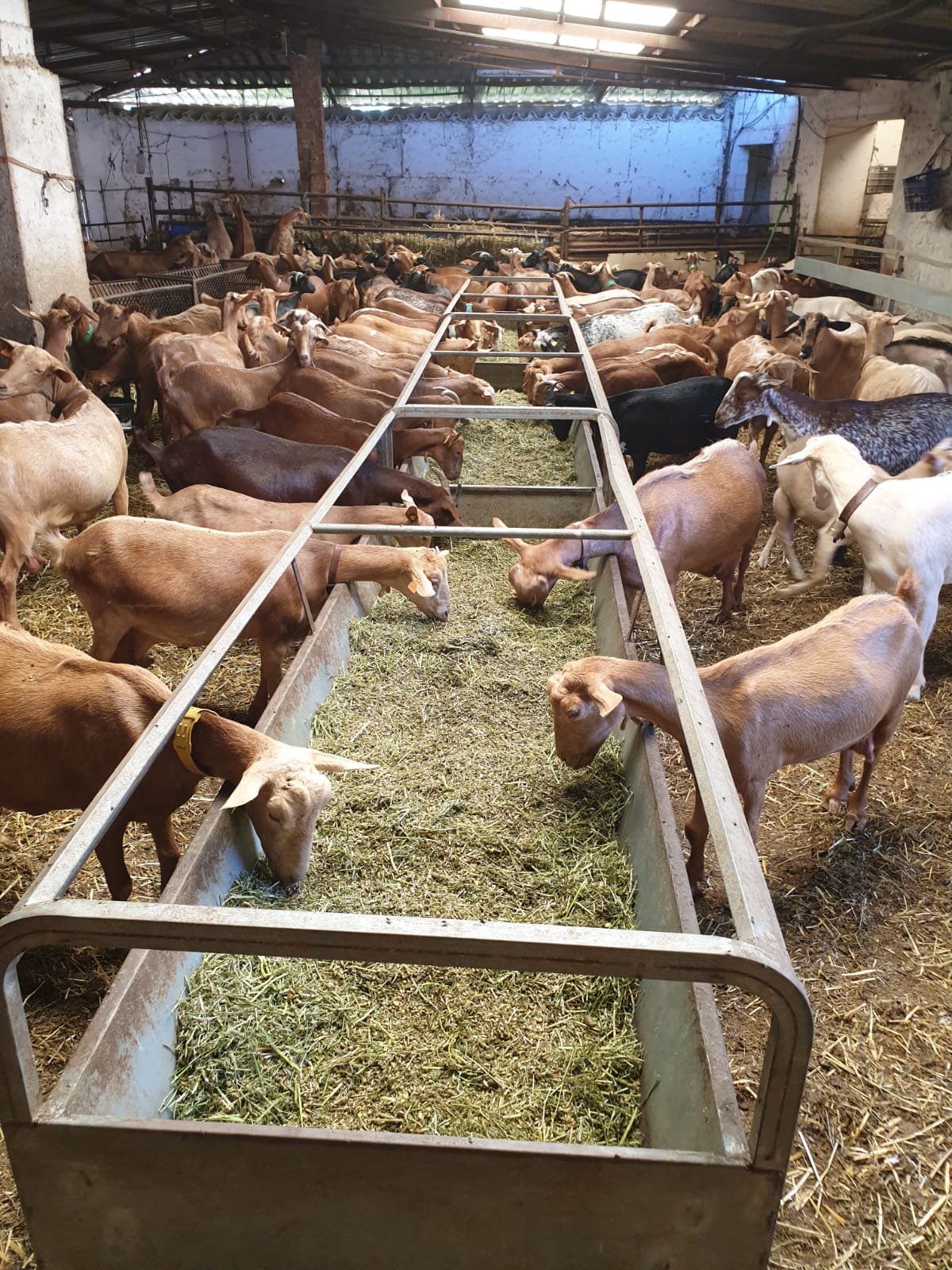 Nuevos casos de tuberculosis caprina obligan al sacrificio de 1.200 animales en Ciudad Real Nuevos casos de tuberculosis caprina obligan al sacrificio de 1.200 animales en Ciudad Real