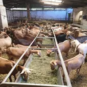 Cabras alimentándose en una explotación ganadera Cabras alimentándose en una explotación ganadera