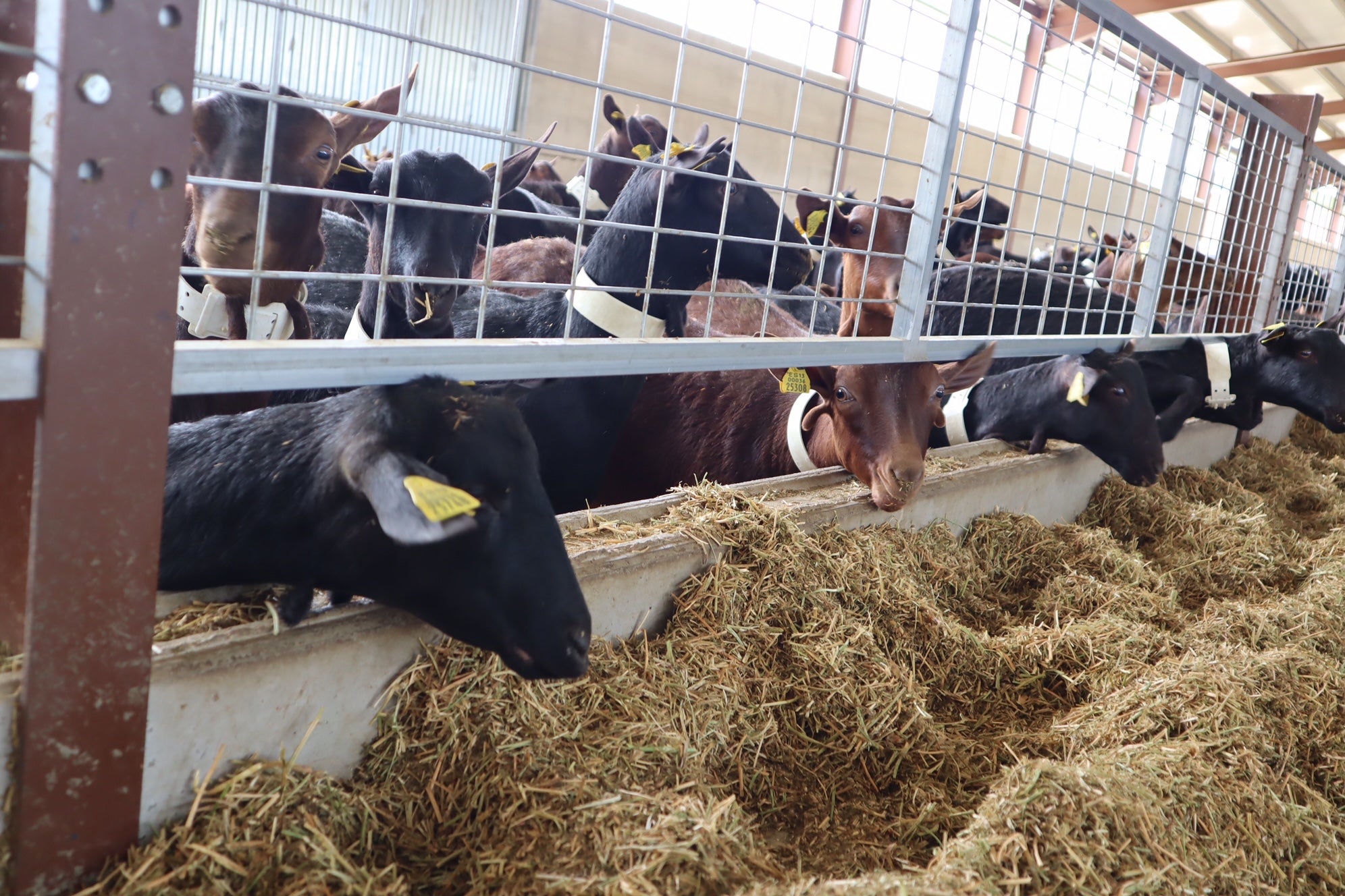 El campo de Ciudad Real recibe más de 91 millones de euros del anticipo de la PAC El campo de Ciudad Real recibe más de 91 millones de euros del anticipo de la PAC