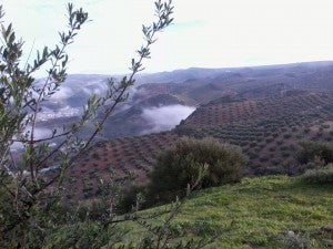 La Ruta del Tempranillo La Ruta del Tempranillo