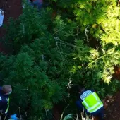 Una de las plantaciones de marihuana desmantelada Una de las plantaciones de marihuana desmantelada