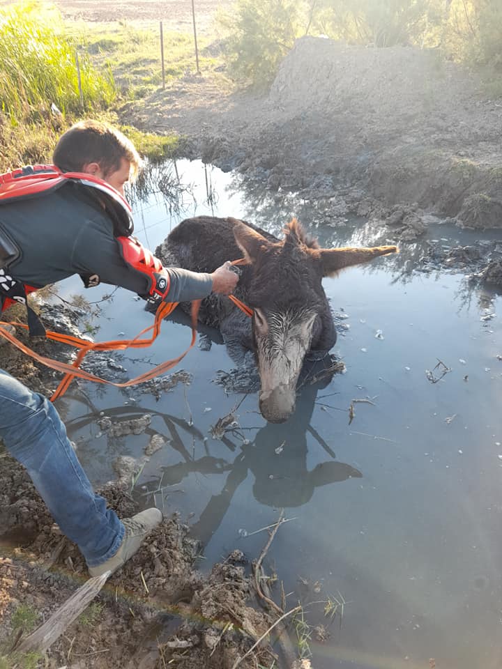 Cuatro jóvenes de Medina Sidonia salvan a un burro atrapado en un charco de barro Cuatro jóvenes de Medina Sidonia salvan a un burro atrapado en un charco de barro