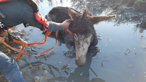 El burro rescatado en Medina Sidonia