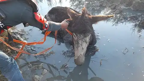 El burro rescatado en Medina Sidonia El burro rescatado en Medina Sidonia
