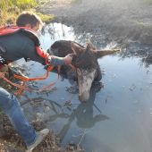 El burro rescatado en Medina Sidonia