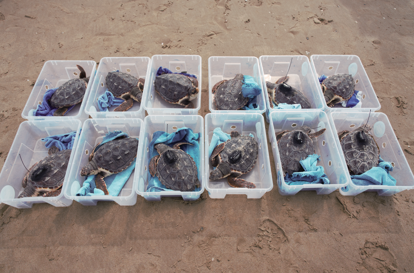 Algunas de las tortugas que se soltaron en Cullera ya están en Ibiza Algunas de las tortugas que se soltaron en Cullera ya están en Ibiza