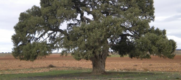 La Sabina de Blancas, candidata a Árbol Europeo 2022 La Sabina de Blancas, candidata a Árbol Europeo 2022