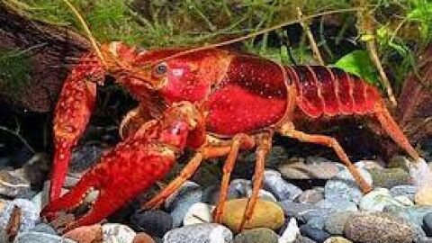 cangrejo rojo americano