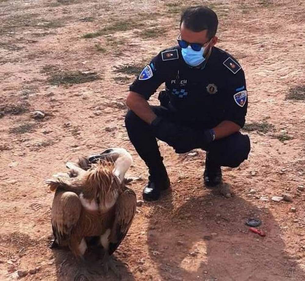 Un buitre leonado rescatado en La Solana Un buitre leonado rescatado en La Solana