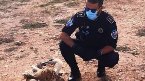 Rescate buitre leonado La Solana