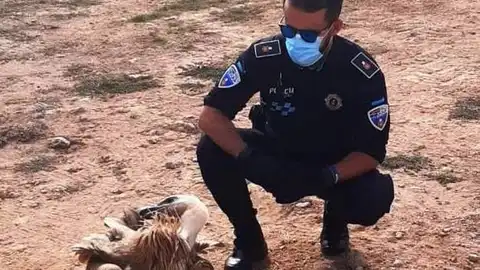 Rescate buitre leonado La Solana Rescate buitre leonado La Solana