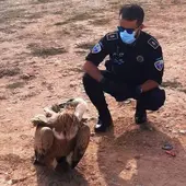 Rescate buitre leonado La Solana Rescate buitre leonado La Solana