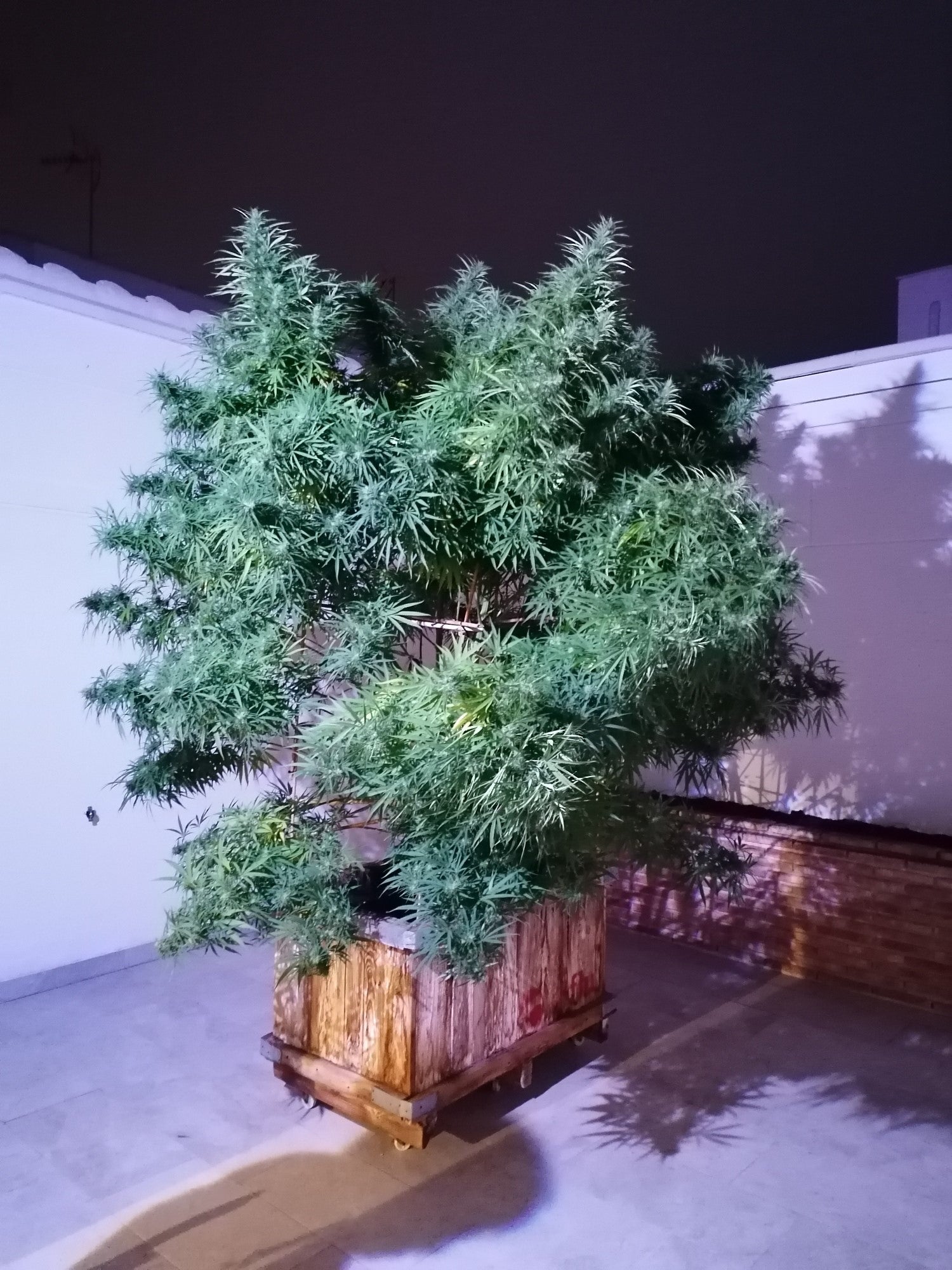 Detienen a cuatro personas e incautan 31 kilos de marihuana en tres domicilios de Tomelloso Detienen a cuatro personas e incautan 31 kilos de marihuana en tres domicilios de Tomelloso