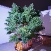 Marihuana incautada por la Guardia Civil