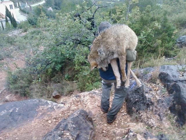 Raúl Mérida nos cuenta los rescates de animales más arriesgados hechos en Alicante a propósito de los perros de La Palma Raúl Mérida nos cuenta los rescates de animales más arriesgados hechos en Alicante a propósito de los perros de La Palma
